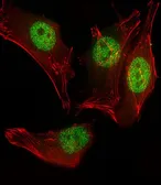 Anti-MyoD1 antibody used in Immunocytochemistry/ Immunofluorescence (ICC/IF). GTX03495