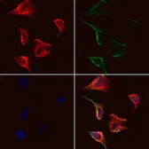 Anti-Gasdermin C antibody used in Immunocytochemistry/ Immunofluorescence (ICC/IF). GTX03667