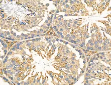Anti-NEGR1 antibody used in IHC (Paraffin sections) (IHC-P). GTX03680