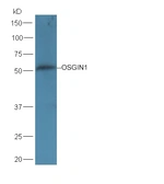 Anti-OSGIN1 antibody used in Western Blot (WB). GTX03681