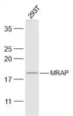 Anti-MRAP antibody used in Western Blot (WB). GTX03803