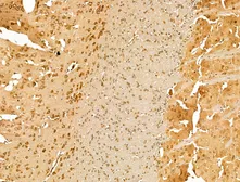 Anti-ARC antibody used in IHC (Paraffin sections) (IHC-P). GTX04096