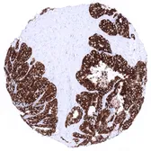 Anti-Mucin 6 antibody [MSVA-806R] HistoMAX&trade; used in IHC (Paraffin sections) (IHC-P). GTX04409