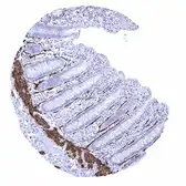 Anti-Caldesmon antibody [MSVA-538R] HistoMAX&trade; used in IHC (Paraffin sections) (IHC-P). GTX04451