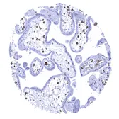 Anti-Iba1 antibody [MSVA-955M] HistoMAX&trade; used in IHC (Paraffin sections) (IHC-P). GTX04465