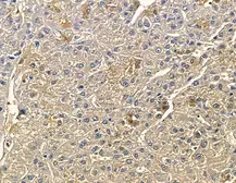 Anti-CYP7B1 antibody used in IHC (Paraffin sections) (IHC-P). GTX04543
