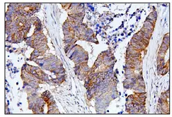 Anti-CDC42 antibody used in IHC (Paraffin sections) (IHC-P). GTX04584