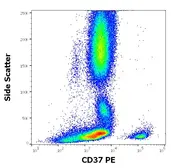 Anti-CD37 antibody [MB-1] (PE) used in Flow cytometry (FCM). GTX04698-08