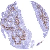 Anti-CD38 antibody [MSVA-038R] HistoMAX&trade; used in IHC (Paraffin sections) (IHC-P). GTX04967
