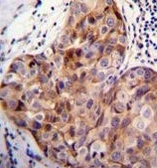 Anti-SCUBE2 antibody used in IHC (Paraffin sections) (IHC-P). GTX04992