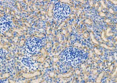 Anti-MTCO3 antibody used in IHC (Paraffin sections) (IHC-P). GTX05070