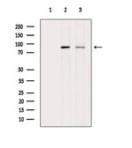 Anti-DRP1 (phospho Ser616) antibody used in Western Blot (WB). GTX05115