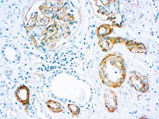 Anti-Laminin antibody [4C7] (ready-to-use) used in IHC (Paraffin sections) (IHC-P). GTX05130