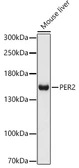 Anti-PER2 antibody used in Western Blot (WB). GTX05220