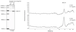 Anti-BACH1 antibody [ARC56290] used in Western Blot (WB). GTX05233