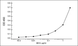 Anti-Respiratory Syncytial virus Nucleoprotein antibody [8B10] used in ELISA (ELISA). GTX10016