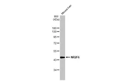 Anti-NR2F6 antibody used in Western Blot (WB). GTX100255