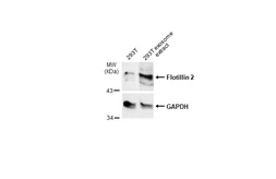 Anti-Flotillin 2 antibody [C3], C-term used in Western Blot (WB). GTX100279