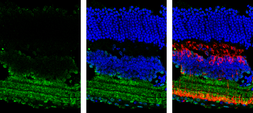 Anti-GAD65 antibody [C2C3], C-term used in IHC (Frozen sections) (IHC-Fr). GTX100281