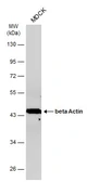 Anti-beta Actin antibody used in Western Blot (WB). GTX100313