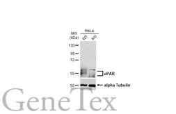 Anti-uPAR antibody used in Western Blot (WB). GTX100467