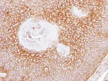 Anti-CD105 antibody [N3C3] used in IHC (Paraffin sections) (IHC-P). GTX100508