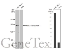 Anti-VEGF Receptor 3 antibody used in Western Blot (WB). GTX100807