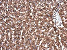 Anti-APAF1 antibody [C3], C-term used in IHC (Paraffin sections) (IHC-P). GTX101067