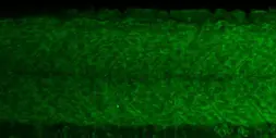 Anti-RPL11 antibody used in IHC (Whole mount) (IHC-Wm). GTX101651