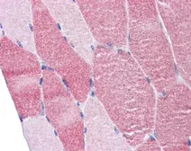 Anti-DAP5 antibody used in IHC (Paraffin sections) (IHC-P). GTX101710