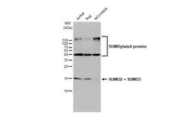 Anti-SUMO2 + SUMO3 antibody used in Western Blot (WB). GTX102190