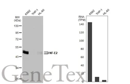 Anti-NF-E2 antibody [N1C3] used in Western Blot (WB). GTX102698