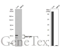 Anti-MAP3K8 antibody [N3C3] used in Western Blot (WB). GTX102711