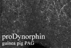 Anti-ProDynorphin antibody used in IHC (Frozen sections) (IHC-Fr). GTX10279