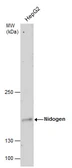 Anti-Nidogen 1 antibody [C1C3] used in Western Blot (WB). GTX102897