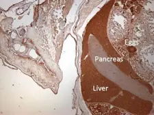 Anti-EGR2 antibody used in IHC (Paraffin sections) (IHC-P). GTX102912