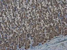 Anti-GLMN antibody used in IHC (Paraffin sections) (IHC-P). GTX103064