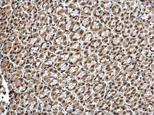 Anti-Histone H1.3 antibody used in IHC (Paraffin sections) (IHC-P). GTX104481