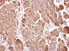 Anti-TMEM59 antibody used in IHC (Paraffin sections) (IHC-P). GTX104486
