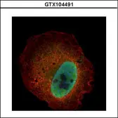 Anti-Kallikrein 6 antibody used in Immunocytochemistry/ Immunofluorescence (ICC/IF). GTX104491