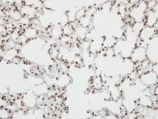 Anti-Pokemon antibody [C3], C-term used in IHC (Paraffin sections) (IHC-P). GTX104876