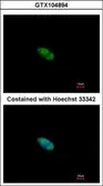 Anti-ZNF148 antibody [N1N2], N-term used in Immunocytochemistry/ Immunofluorescence (ICC/IF). GTX104894