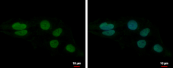 Anti-LUZP4 antibody [N1C3] used in Immunocytochemistry/ Immunofluorescence (ICC/IF). GTX105002