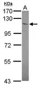 Anti-IDE antibody [N1N3] used in Western Blot (WB). GTX105095