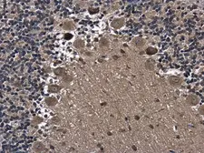 Anti-Axin 2 antibody [N2C2], Internal used in IHC (Paraffin sections) (IHC-P). GTX105442