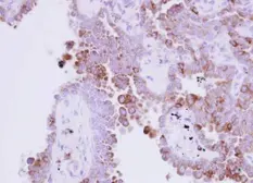 Anti-Ribonuclease A antibody used in IHC (Paraffin sections) (IHC-P). GTX105623