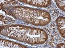 Anti-Selenoprotein P antibody used in IHC (Paraffin sections) (IHC-P). GTX105647