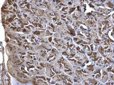 Anti-Wnt7a antibody used in IHC (Paraffin sections) (IHC-P). GTX105680