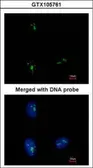 Anti-KRR1 antibody [N1C3] used in Immunocytochemistry/ Immunofluorescence (ICC/IF). GTX105761