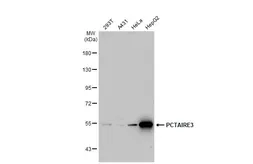Anti-PCTAIRE3 antibody [N3C3] used in Western Blot (WB). GTX105892